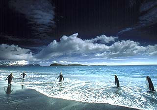 King penguins 