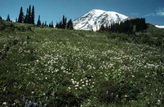Mount Rainier 